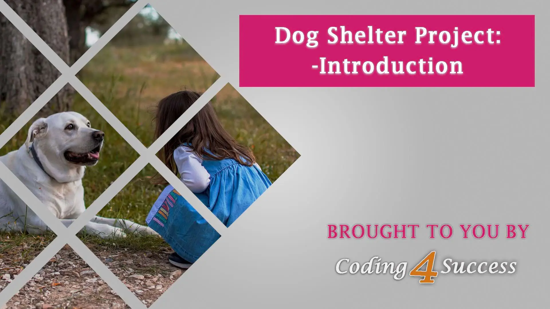 introduction-to-dog-shelter-project